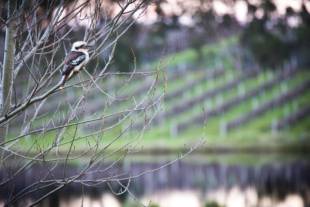 Bettenays Margaret River Metricup Camera foto